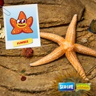 SealifeFumble.png (313 KB)