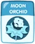 Moon Orchid old