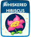 Whiskered Hibiscus