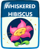 Whiskered Hibiscus.png (44 KB)