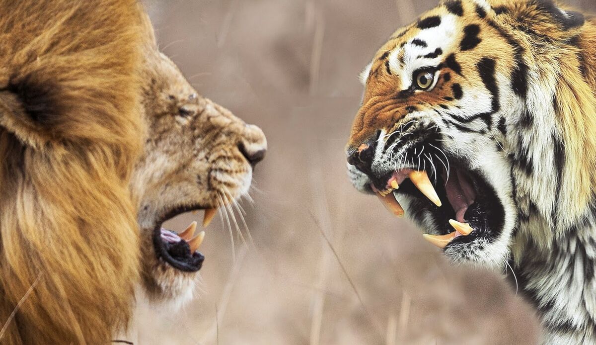 Бои хищников. Тигр vs Лев. Лев против тигра Лев против тигра.