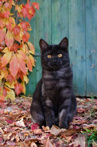 Black smoke tabby2