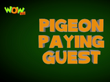 Pigeon Paying Guest