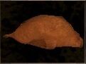 Chicken.jpg
