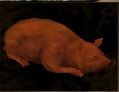 Pig.jpg