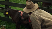 Trapper and the attacked calf