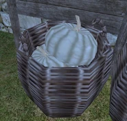 A basket of marrows