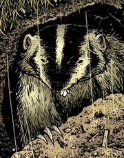 Badger