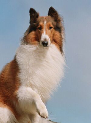 Lassie, Movie Heroes Wiki