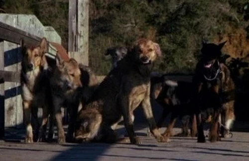 Свора содержание. Свора содержание. Свора содержание. Свора содержание. Свора содержание.