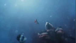 five headed shark picture