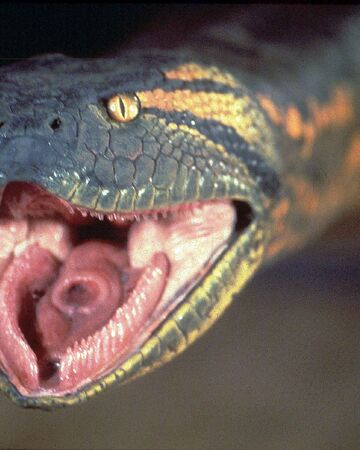 Giant Anaconda Movie Monster Wiki Fandom Giant Anaconda Movie Monster Wiki Fandom