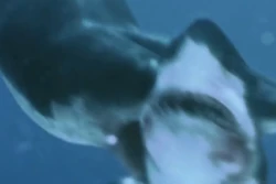 five headed shark picture