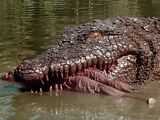 Toxic Crocodile