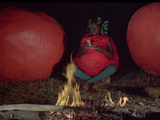 Killer Tomatoes