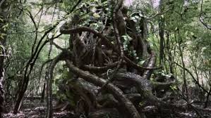 mandrake movie mandrake movie