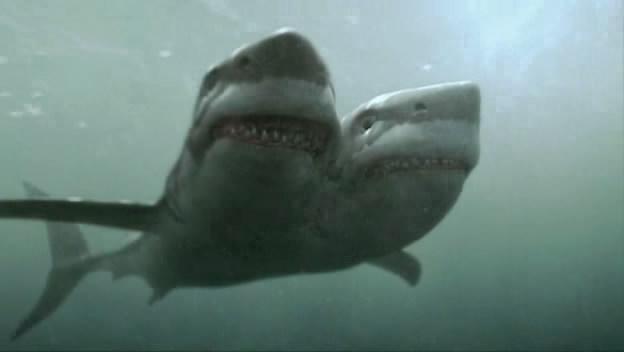 real two headed shark