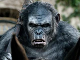 Koba