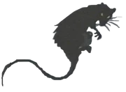 Rat