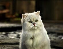 Stuart-little-snowbell-persian-cat.jpg