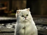 Snowbell
