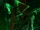 Beldam