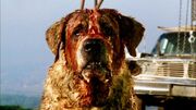 Cujo-1024x576.jpg