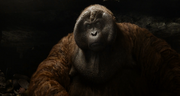 KingLouie2016