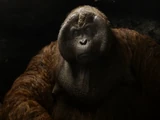 King Louie (Live Action)
