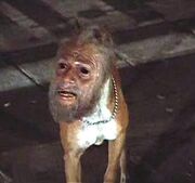 Harry the Dog Man