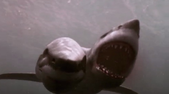 shark with two heads