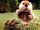Caddyshack gopher.jpg