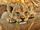 The Lion King II: Simba's Pride (Live Action)