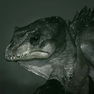 Infant Island Dragon