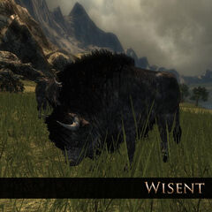 Wisent 1