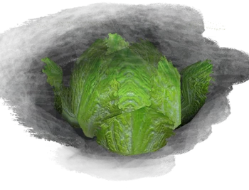 Cabbage | Mr. Prepper Wiki | Fandom