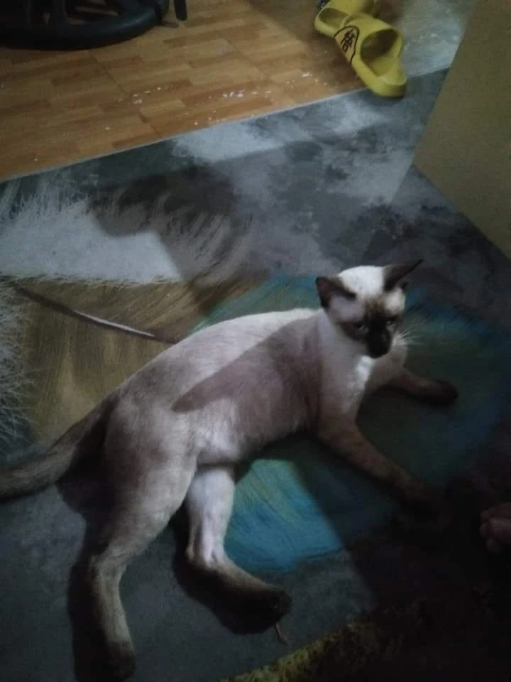 Simba | The Friends Group Wiki | Fandom