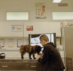 Mr robot hotsell dog