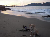 on the beach with Redgy in San Francisco