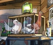 The Lone Gunbirds together in their cage.