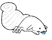 Common Shallows Hagsnab