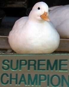 Supreme Champion Duck | Meme Team Lore Wiki | Fandom