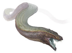KomaArt.jpg