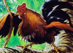 Chicken.jpg
