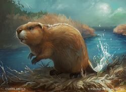 Beaver.jpg