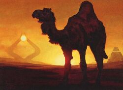 Camel