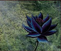 Black Lotus - Easily his most famous illustration, if not Magic's most recognized.