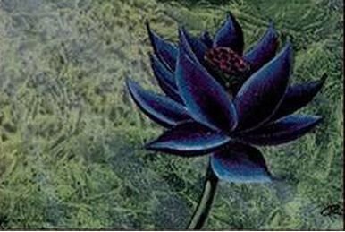 Black Lotus Wallpapers - Top Free Black Lotus Backgrounds - WallpaperAccess