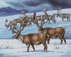 Caribou