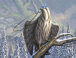 Pilfering Hawk.jpg